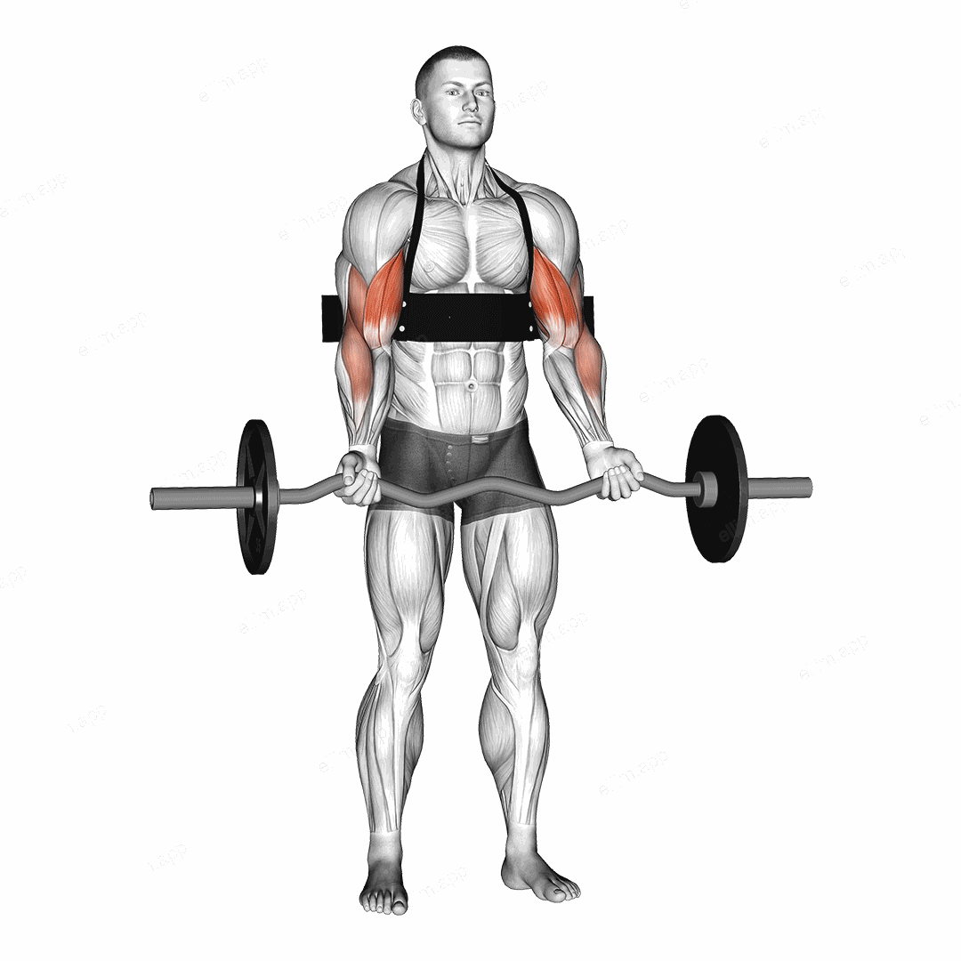 EZ-bar Biceps Curl (with arm blaster) exercise targeting Upper Arms and Biceps Brachii