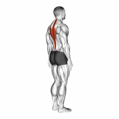 Spine (Lumbar) - Extension exercise targeting Hips