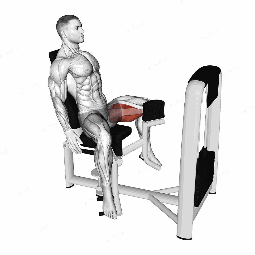 Lever Seated Hip Adduction exercise targeting Thighs and Adductor Longus