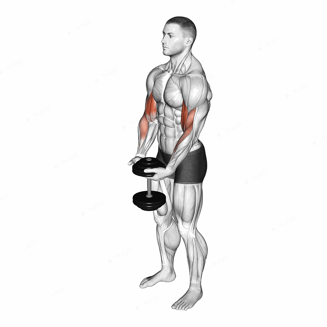 Dumbbell Standing Single Spider Curl exercise targeting Upper Arms and Biceps Brachii
