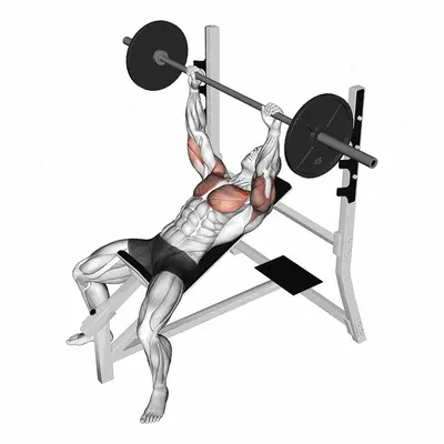 Barbell Pause Incline Bench Press exercise targeting Chest and Pectoralis Major Clavicular Head