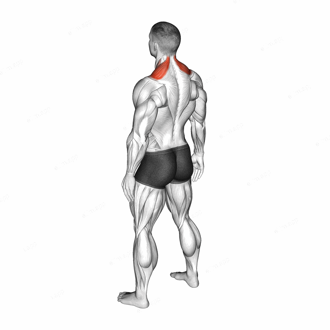 Bodyweight Shrug exercise targeting Back and Trapezius Upper Fibers