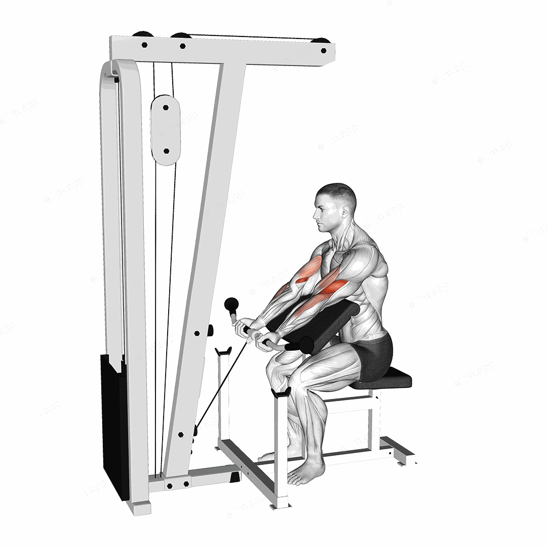 Cable Preacher Curl exercise targeting Upper Arms and Brachialis