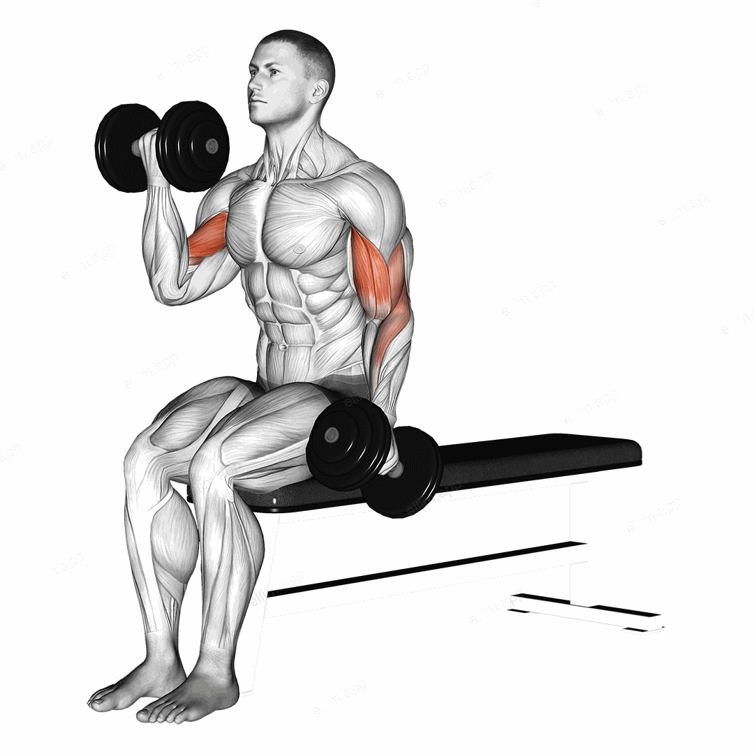 Dumbbell Alternate Biceps Curl exercise targeting Upper Arms and Biceps Brachii