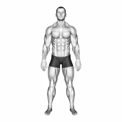 Standing Hands Position (Pronation Supination Neutral) exercise targeting Forearms