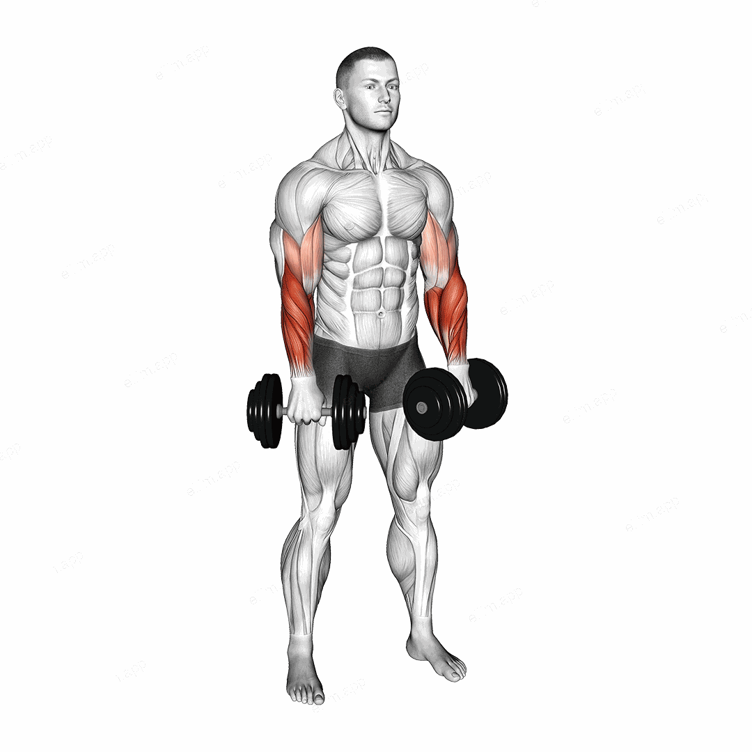 Dumbbell Standing Reverse Curl Rotate exercise targeting Forearms and Brachioradialis