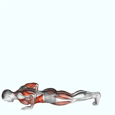 Inchworm exercise targeting Waist and Deltoid Anterior