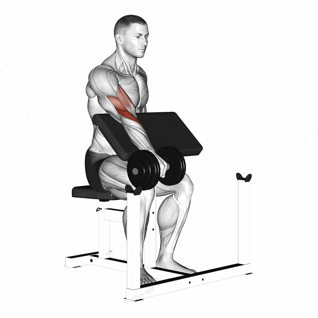 Dumbbell One Arm Reverse Preacher Curl exercise targeting Forearms and Brachioradialis