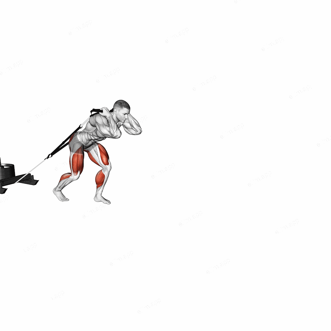 Power Sled Drag exercise targeting Weightlifting