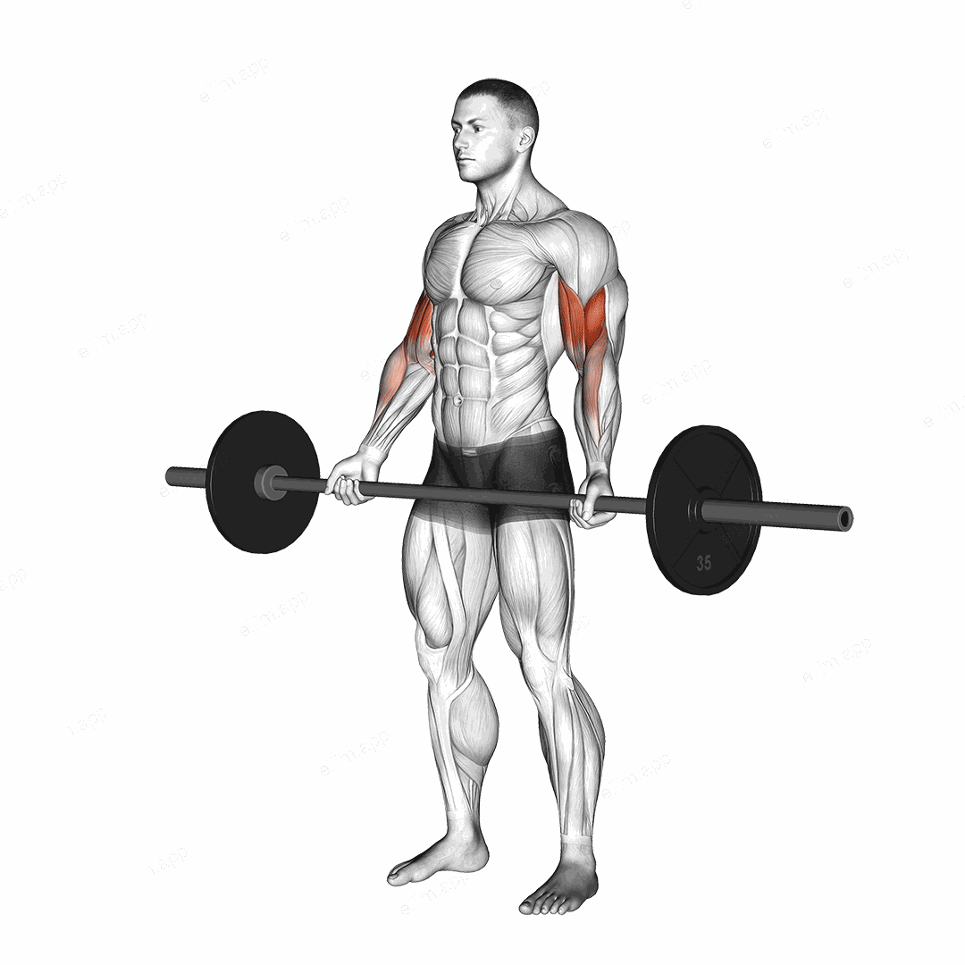 Barbell Standing Wide grip Curl exercise targeting Upper Arms