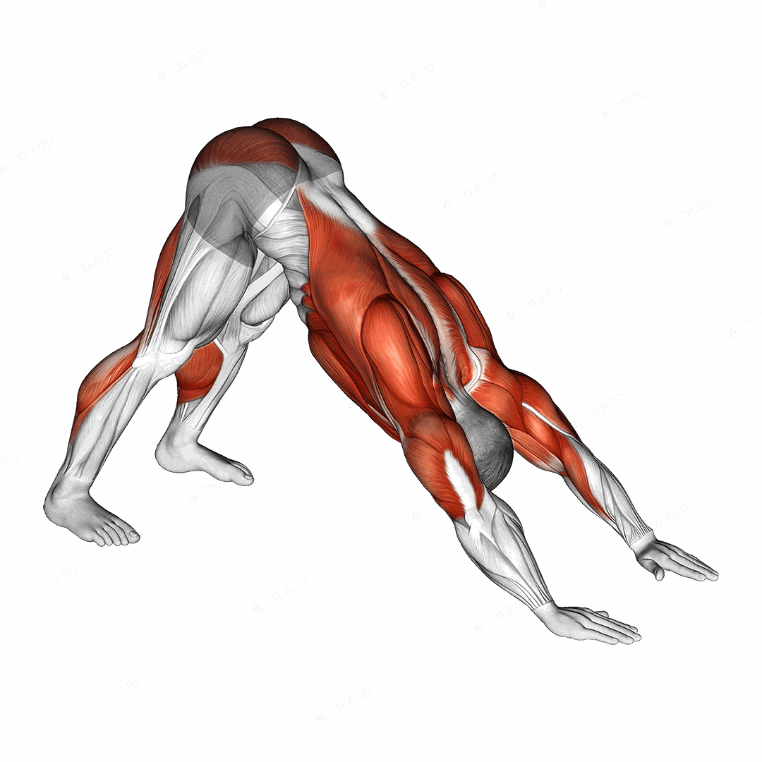 Downward Facing Dog exercise targeting Back and Chest