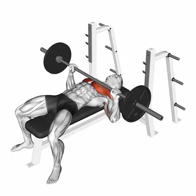Bench Press exercise targeting Chest and Pectoralis Major Sternal Head