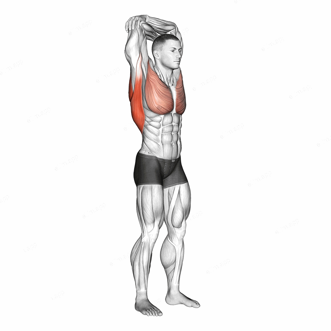 Standing reach up back rotation stretch exercise targeting Back and Latissimus Dorsi