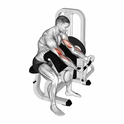 Lever Preacher Curl exercise targeting Upper Arms and Brachialis