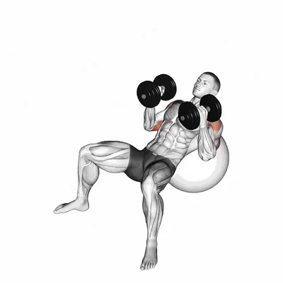Dumbbell Incline Hammer Press on Exercise Ball exercise targeting Upper Arms