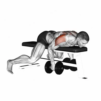 Dumbbell Lying Rear Lateral Raise exercise targeting Shoulders and Deltoid Posterior