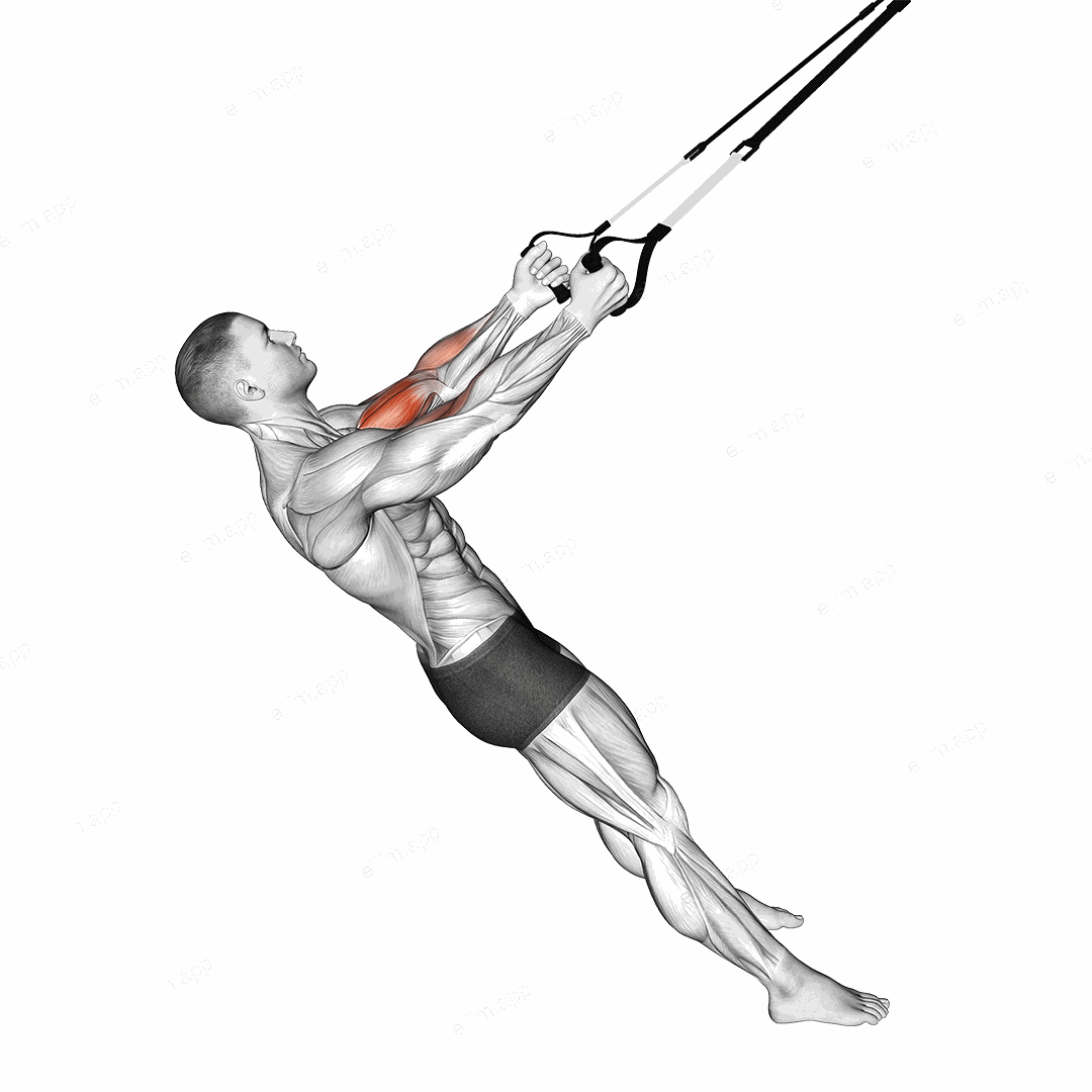 Suspender Biceps Curl exercise targeting Upper Arms