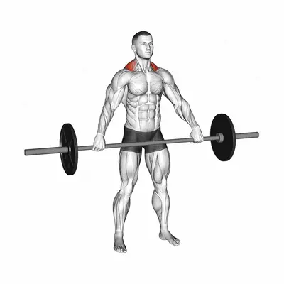 Barbell Wide Shrug exercise targeting Back and Trapezius Upper Fibers