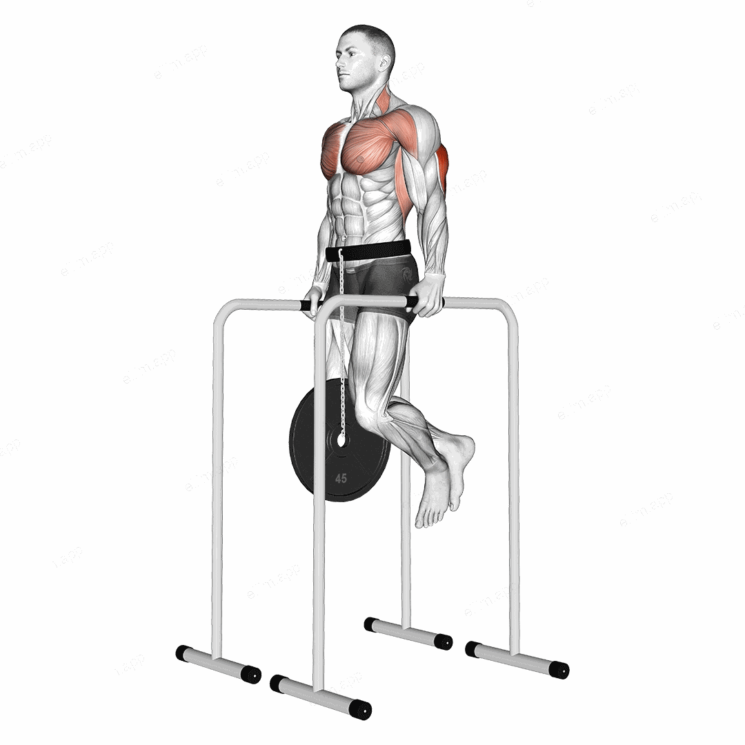Weighted Triceps Dip on High Parallel Bars exercise targeting Upper Arms