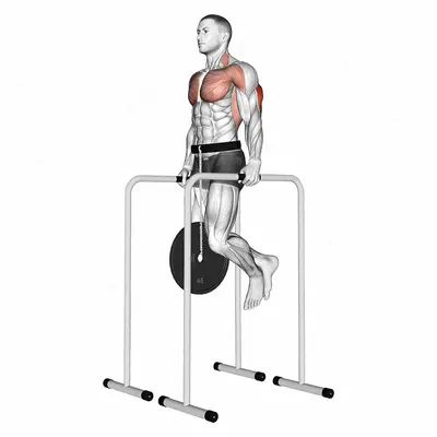 Weighted Triceps Dip on High Parallel Bars exercise targeting Upper Arms