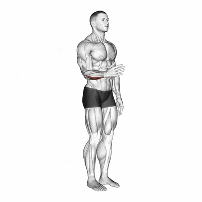 Wrist - Adduction exercise targeting Forearms