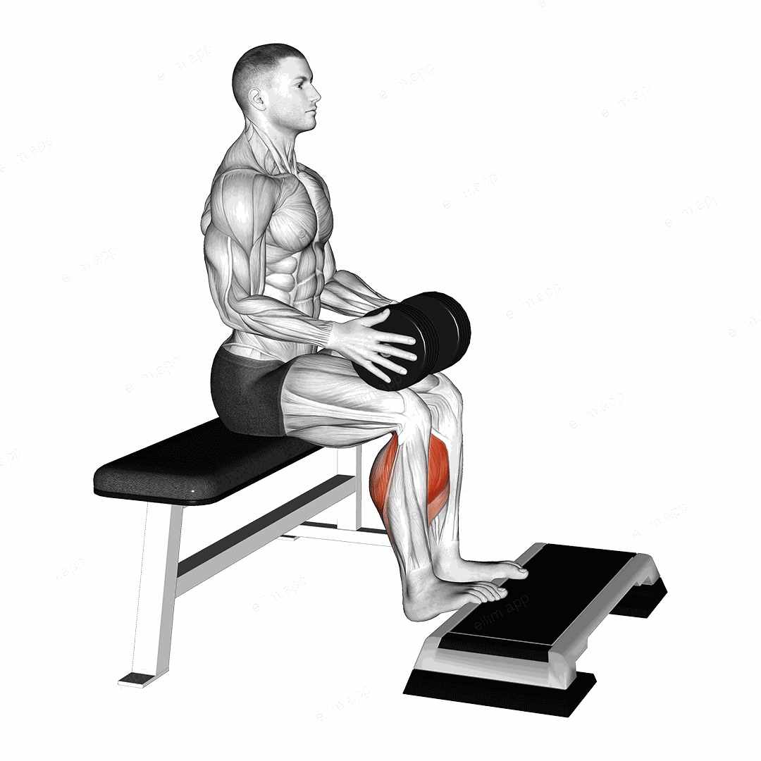 Weighted Seated Calf Raise exercise targeting Calves and Gastrocnemius