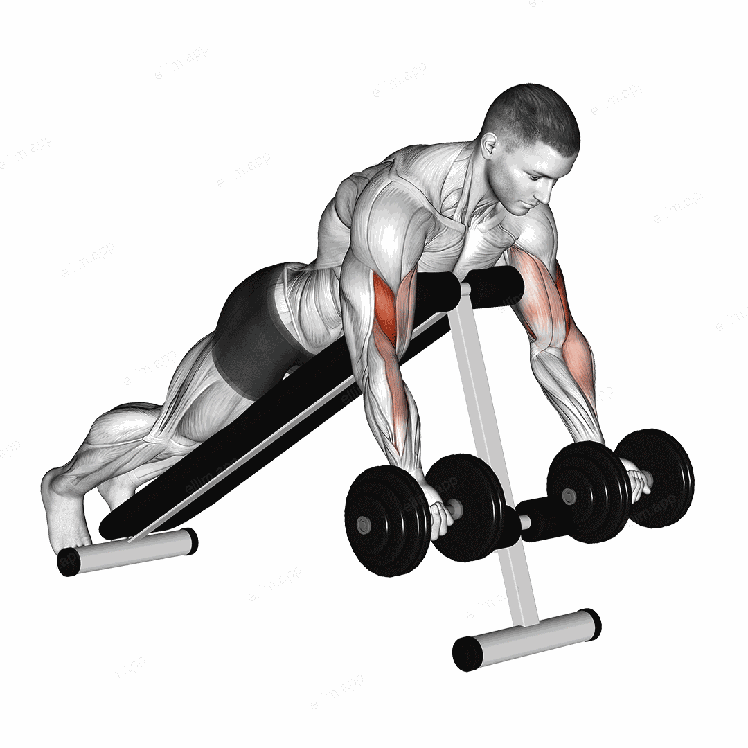 Dumbbell Prone Incline Curl exercise targeting Upper Arms and Brachialis