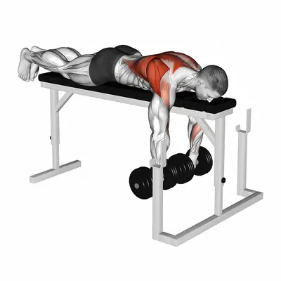 Dumbbell Lying Wide Grip Row on Rack exercise targeting Back