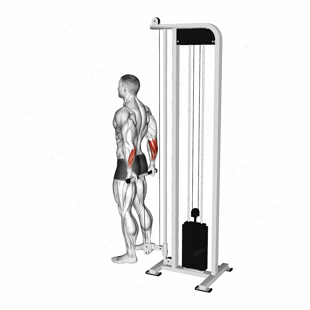 Cable Standing Back Wrist Curl exercise targeting Forearms