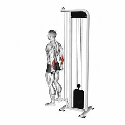 Cable Standing Back Wrist Curl exercise targeting Forearms