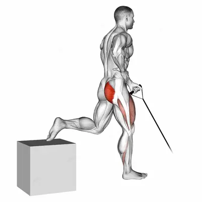 Band One Arm Single Leg Split Squat exercise targeting Hips and Gluteus Maximus