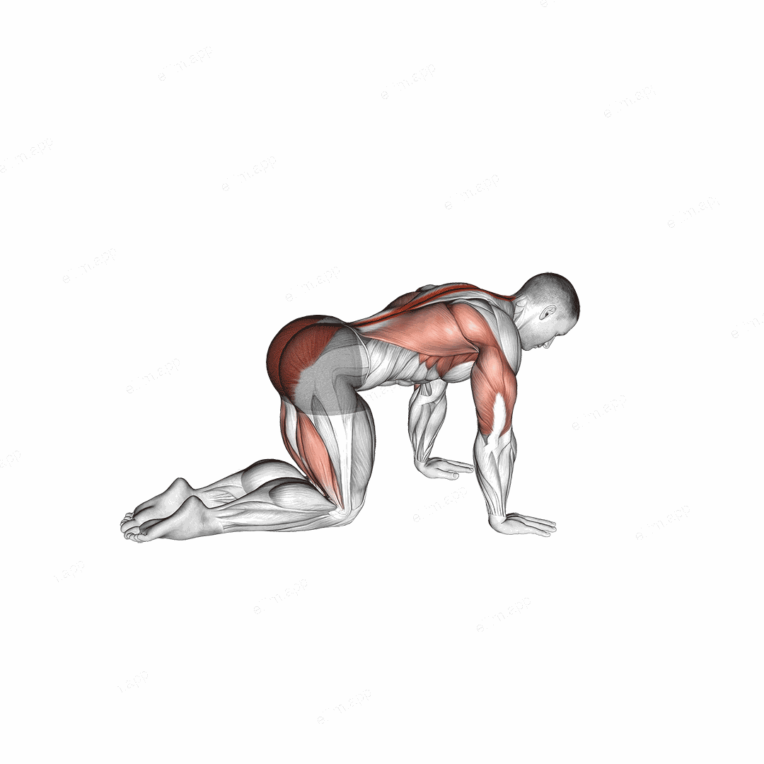 Sliding Leg Bird Dog exercise targeting Back