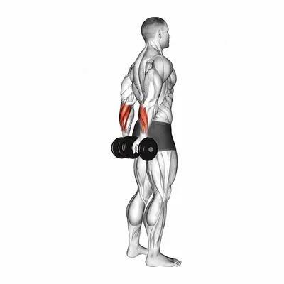 Dumbbell Standing Back Wrist Curl exercise targeting Forearms