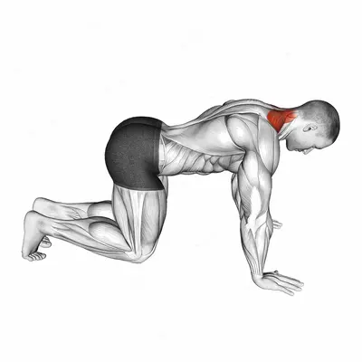 Kneeling Neck Stretch exercise targeting Stretching