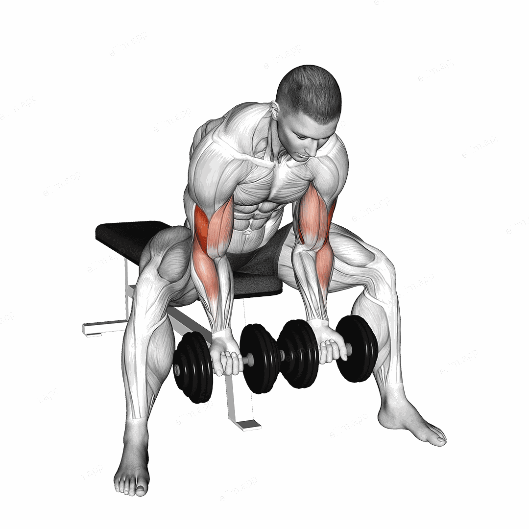 Dumbbell Seated Double Concentration Curl exercise targeting Upper Arms