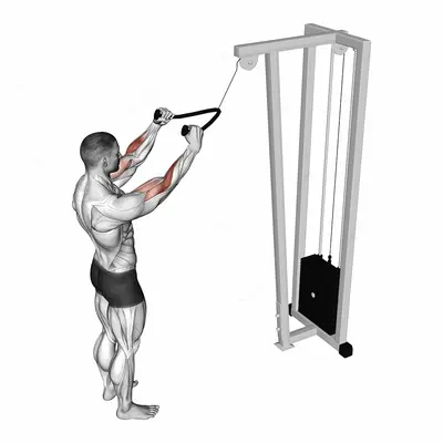 Cable Standing Pulldown (with rope) exercise targeting Forearms and Brachioradialis