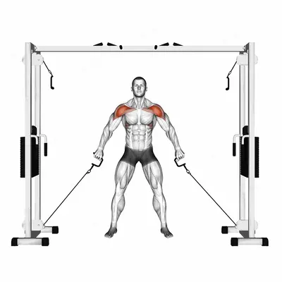 Cable Front Shoulder Raise exercise targeting Shoulders and Deltoid Anterior