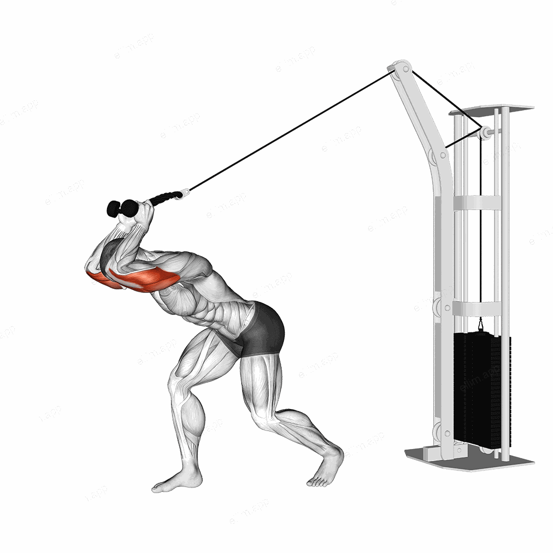 Cable High Pulley Overhead Tricep Extension exercise targeting Upper Arms and Triceps Brachii