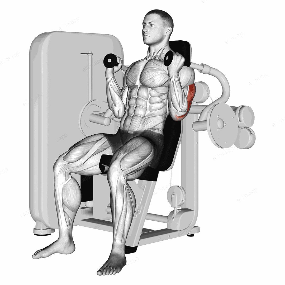 Lever Triceps Extension exercise targeting Upper Arms and Adductor Longus