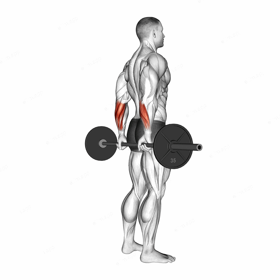 Barbell Standing Back Wrist Curl exercise targeting Forearms and Wrist Flexors