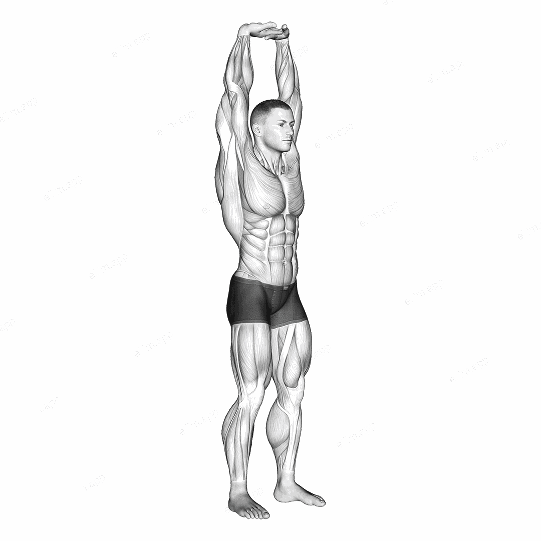 Extension Of Arms In Vertical Stretch exercise targeting Upper Arms