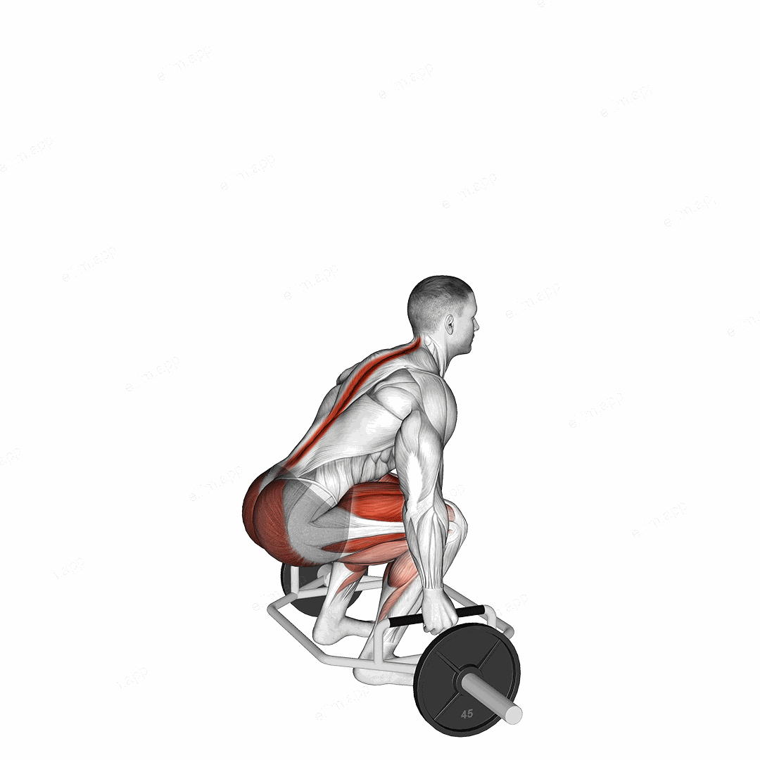 Trap Bar Deadlift exercise targeting Thighs and Gluteus Maximus