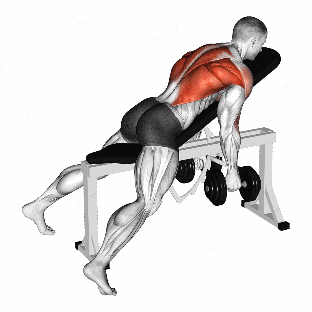 Dumbbell Hammer Grip Incline Bench Two Arm Row exercise targeting Back and Infraspinatus