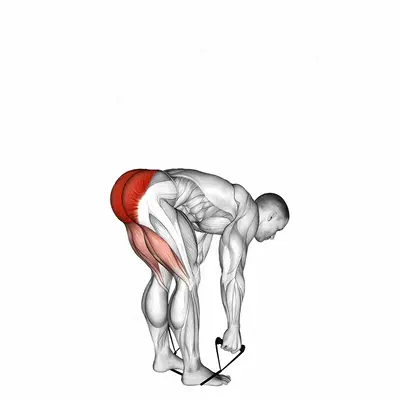 Band stiff leg deadlift exercise targeting Hips and Gluteus Maximus