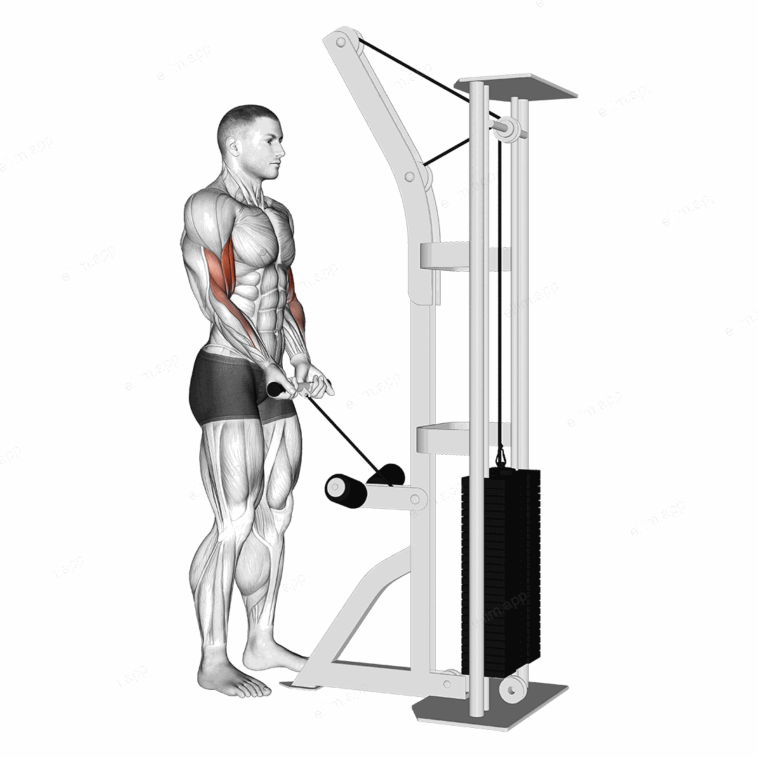 Cable Close Grip Curl exercise targeting Upper Arms