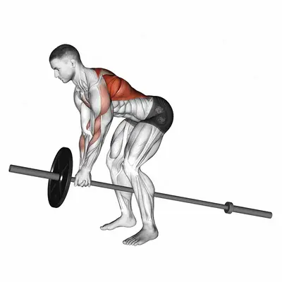 Lever Bent over Row (plate loaded) exercise targeting Back and Infraspinatus