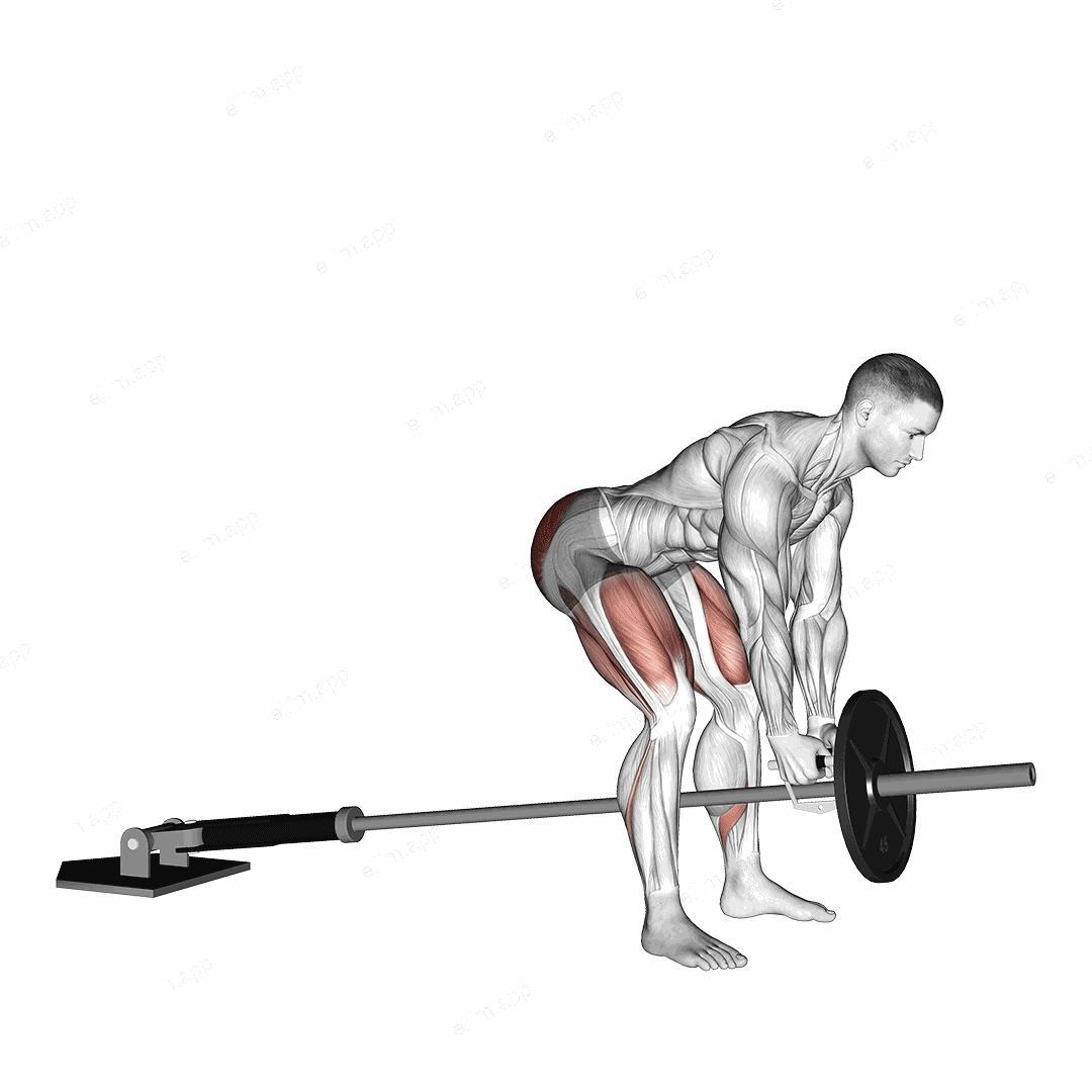 Landmine Romanian Deadlift exercise targeting Hips and Erector Spinae