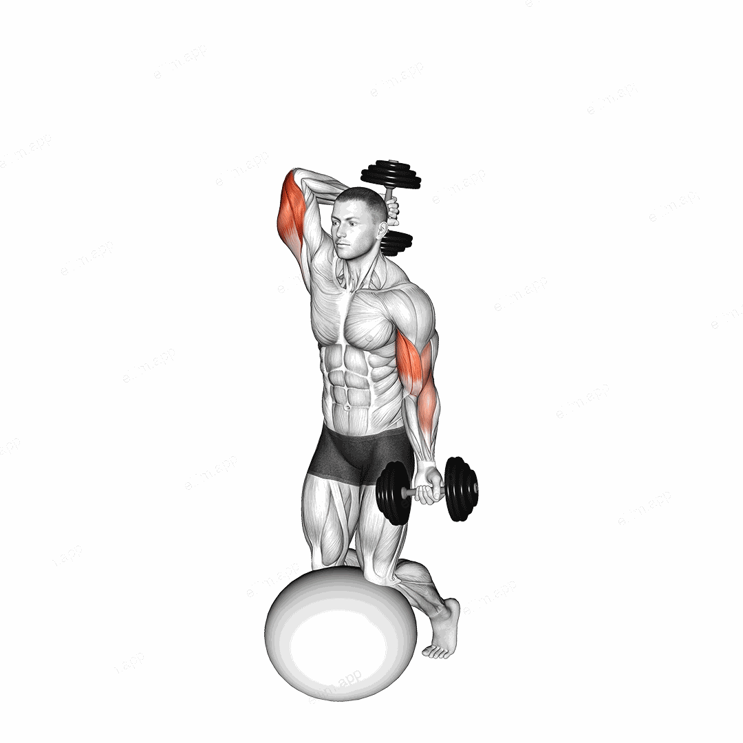 Dumbbell Biceps Curl with Overhead Extension on Stability Ball exercise targeting Upper Arms and Biceps Brachii