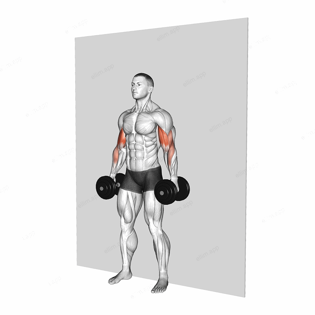 Dumbbell Alternate Hammer Srtict Curl exercise targeting Upper Arms
