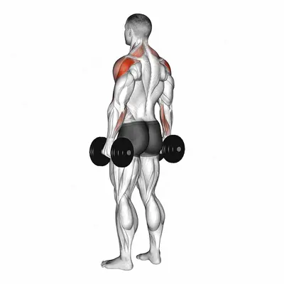 Dumbbell Rear Delt Raise exercise targeting Shoulders and Deltoid Posterior